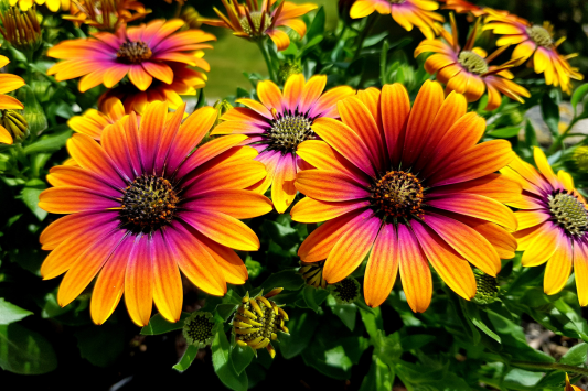 "What care does the Daisy Marguerite need? We explain it all in this stepb y step guide